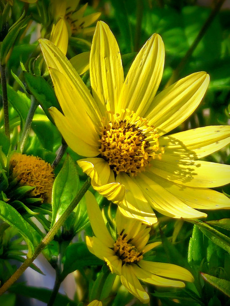 strom_tuula's tweet photo. 🌿

'Lemon Queen' 🌼🌿

#SundayYellow https://t.co/9bnJrqGIet