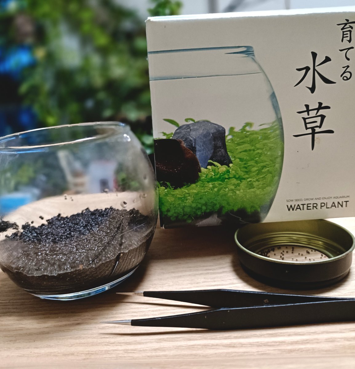 KimotoYukako's tweet photo. 週末は、メダカとマリモとのお世話🐟️あとはフリマの発送準備だけ。

水草を種から育てることに🌱

最近ずっと『探し物はなんですか？見つけにくいものですか？』がリフレイン。

『探すのをやめたとき、見つかることもよくある話で〜』ほんとかなぁ。

#夢の中へ #井上陽水
#やる気スイッチ #探し中 https://t.co/B4hLVBzk8Y