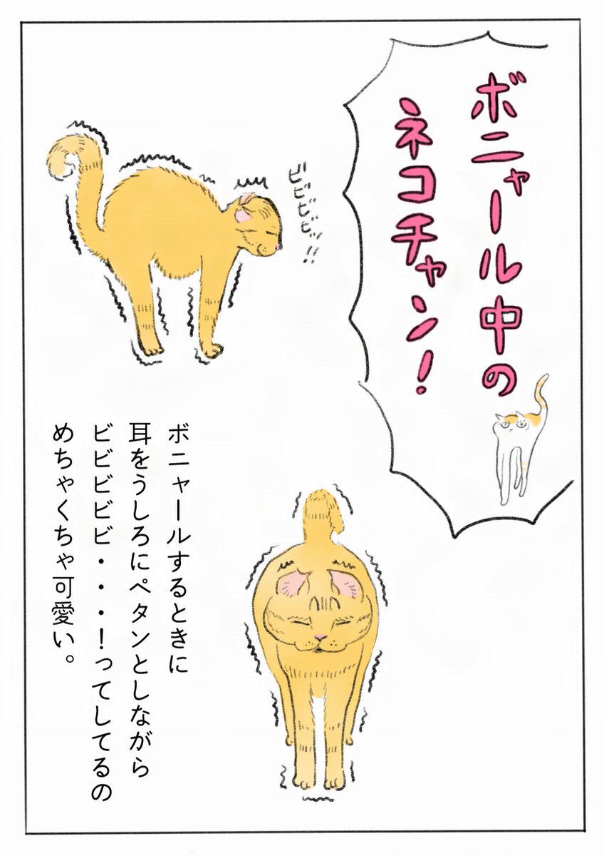 wanwan_chappie's tweet photo. ボニャール！
1日に一回くらいは見かけるのに動画撮るのが難しすぎる...！
(再掲🙏)

#猫好きさんと繋がりたい #茶トラ #ねこのいる暮らし #ねこかわいいね https://t.co/PjhHpujMkA