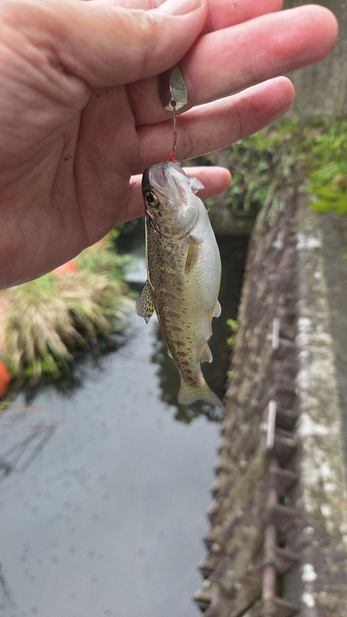 Nj9Thvje90UV783's tweet photo. 🌧️雨で午後から近所の川へ🎣✨

虎龍0.9gシルバーでチャビング！
ボトム＋シェイキングでヒット🐟✨

約1時間で16匹🎣
ヤマメ＆ニジマスの引きを楽しめました😊

#チャビング #ネオスタイル #neoSTYLE #EMT #フィールドアドバイザー #虎龍 https://t.co/0encQQunPl