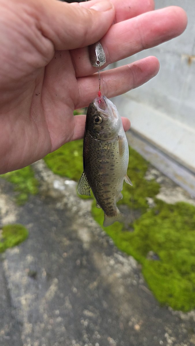 Nj9Thvje90UV783's tweet photo. 🌧️雨で午後から近所の川へ🎣✨

虎龍0.9gシルバーでチャビング！
ボトム＋シェイキングでヒット🐟✨

約1時間で16匹🎣
ヤマメ＆ニジマスの引きを楽しめました😊

#チャビング #ネオスタイル #neoSTYLE #EMT #フィールドアドバイザー #虎龍 https://t.co/0encQQunPl