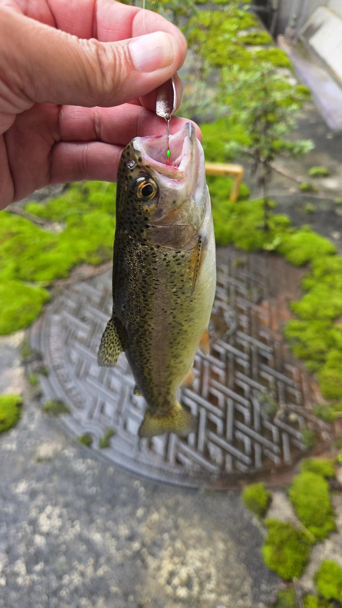 Nj9Thvje90UV783's tweet photo. 🌧️雨で午後から近所の川へ🎣✨

虎龍0.9gシルバーでチャビング！
ボトム＋シェイキングでヒット🐟✨

約1時間で16匹🎣
ヤマメ＆ニジマスの引きを楽しめました😊

#チャビング #ネオスタイル #neoSTYLE #EMT #フィールドアドバイザー #虎龍 https://t.co/0encQQunPl
