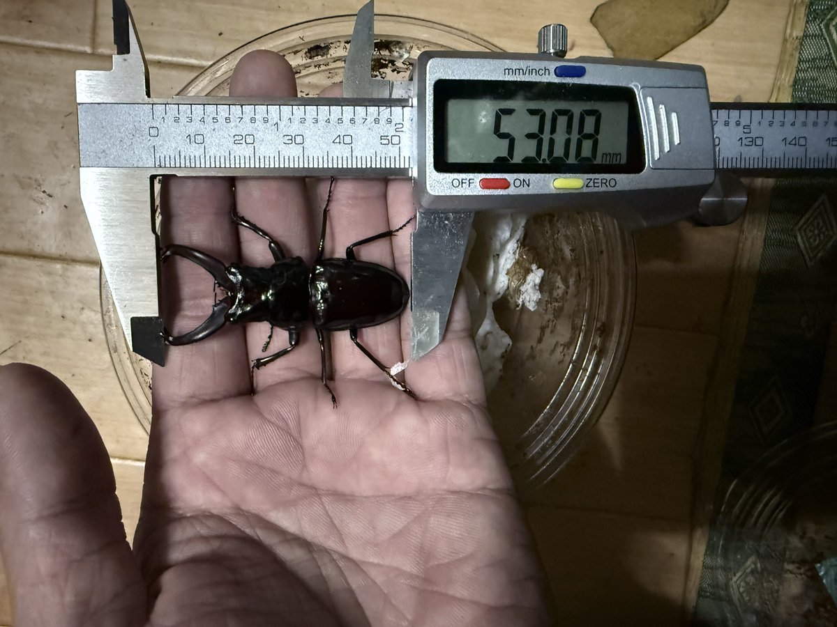 teruFGO1's tweet photo. ステインヘイルクビボソツヤ
一応飼育ギネス超えが2頭ほどでましたが
期待していたサイズではないので来期に期待です https://t.co/6H46S3mEZ2