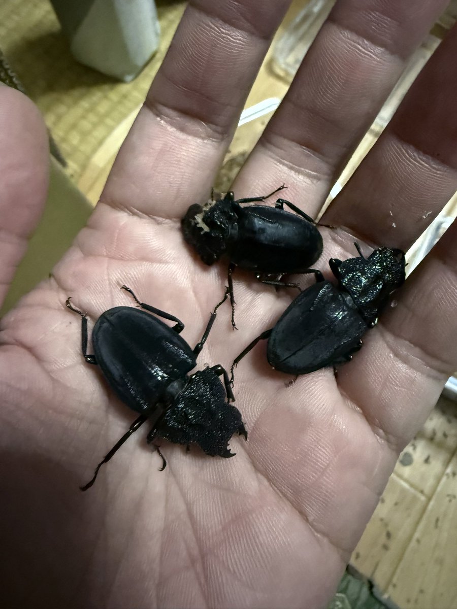 teruFGO1's tweet photo. ステインヘイルクビボソツヤ
一応飼育ギネス超えが2頭ほどでましたが
期待していたサイズではないので来期に期待です https://t.co/6H46S3mEZ2