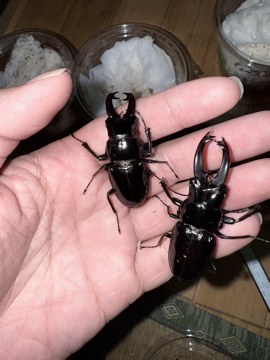 teruFGO1's tweet photo. ステインヘイルクビボソツヤ
一応飼育ギネス超えが2頭ほどでましたが
期待していたサイズではないので来期に期待です https://t.co/6H46S3mEZ2