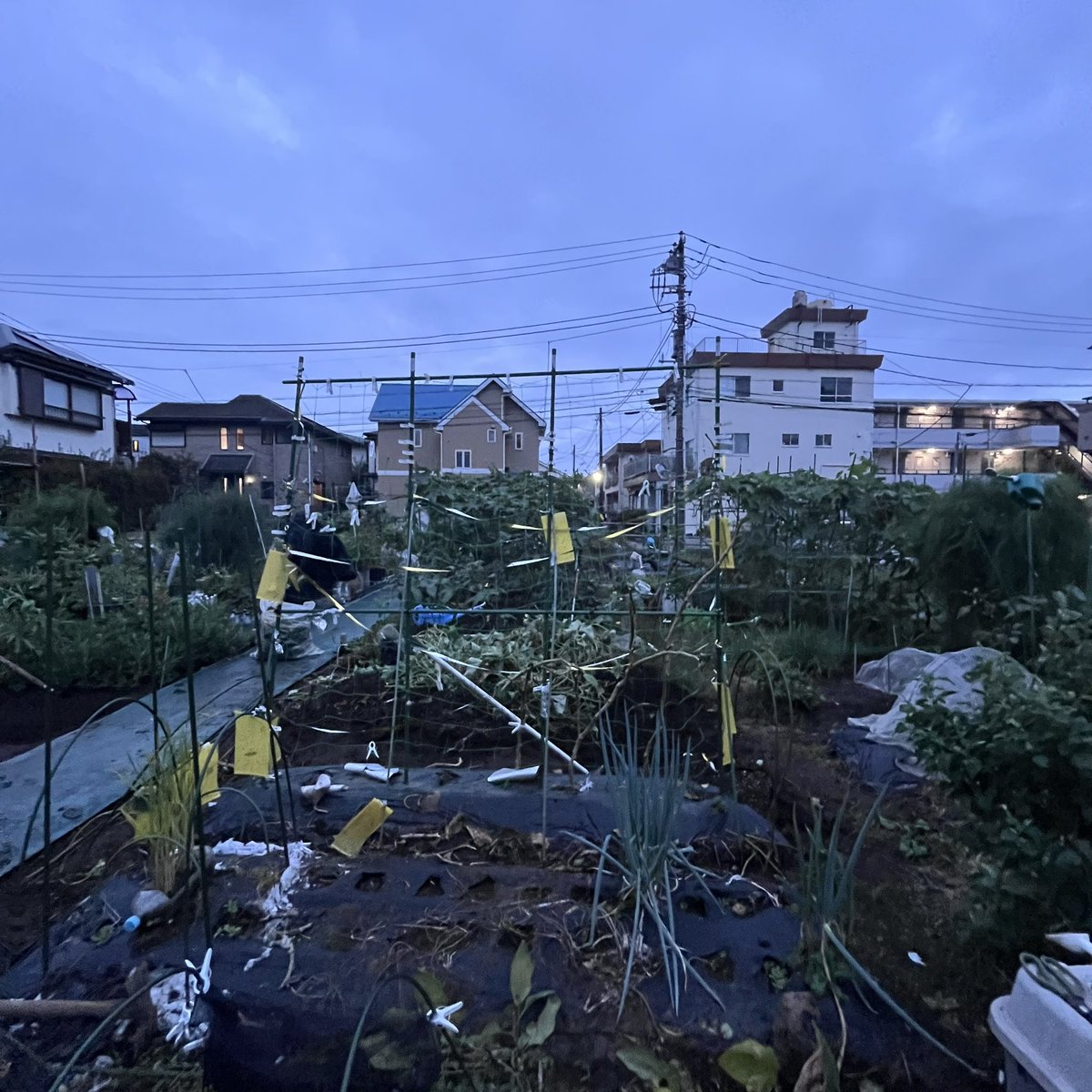 HEJSANBUTIKEN's tweet photo. 芋蔓、地獄。
トラックで捨てたい

#ちいたつ #はたかつ #畑活 #市民農園 https://t.co/ktT0PJ2Dz0