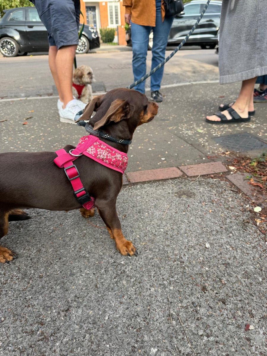 SHResidents's tweet photo. Do you recognise this dog. She was found in Spencer Road TW2  this morning. https://t.co/0F62DYiszA