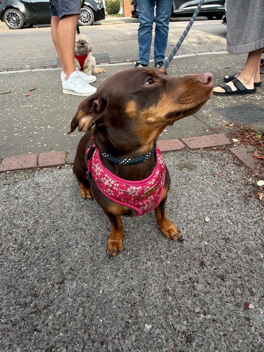 SHResidents's tweet photo. Do you recognise this dog. She was found in Spencer Road TW2  this morning. https://t.co/0F62DYiszA