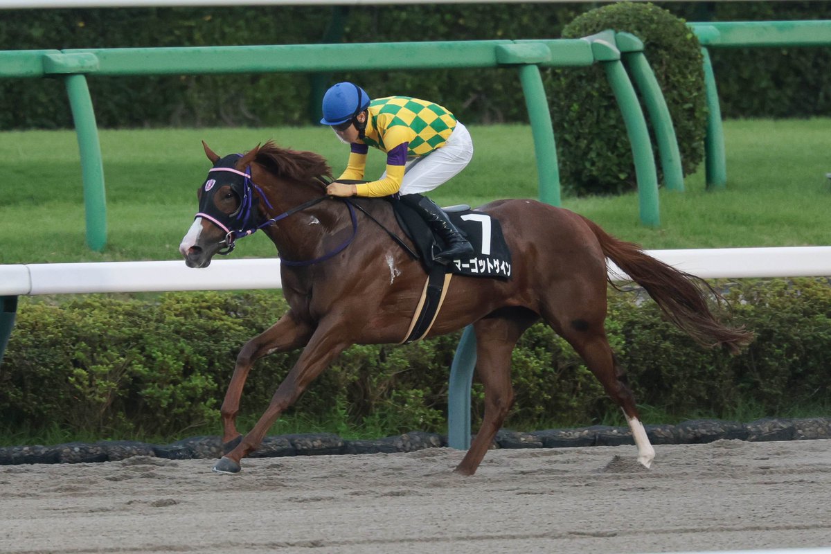 megane_stable's tweet photo. マーゴットゲイン号
父マインドユアビスケッツ
母プリエンプト
母父ステイゴールド
荻野極騎手騎乗
撮影:日刊ゲンダイ兵藤様

9/27日曜日中山12レース3歳以上3勝クラス外房ステークス1200mダートハンデ戦において見事な勝利を収めてくれました❗️✨️
馬主の前田良平様、生産育成の社台ファーム様及び全ての関係者の皆様おめでとうございました🎉✨😆✨🎊
そしてありがとうございました🙇‍♂️
昇級初戦で割とハンデも見込まれましたし、この馬場もどうかと思いましたがまさかの2連勝✨️✨️
開業時からお世話になってる前田オーナーの馬でようやくオープン馬が誕生して感無量です😭😭😭

これで伊坂厩舎は今年18勝目。JRA通算80勝に到達しました😆✌️
皆様いつも応援ありがとうございます🙇‍♂️
来週も頑張ります🫡