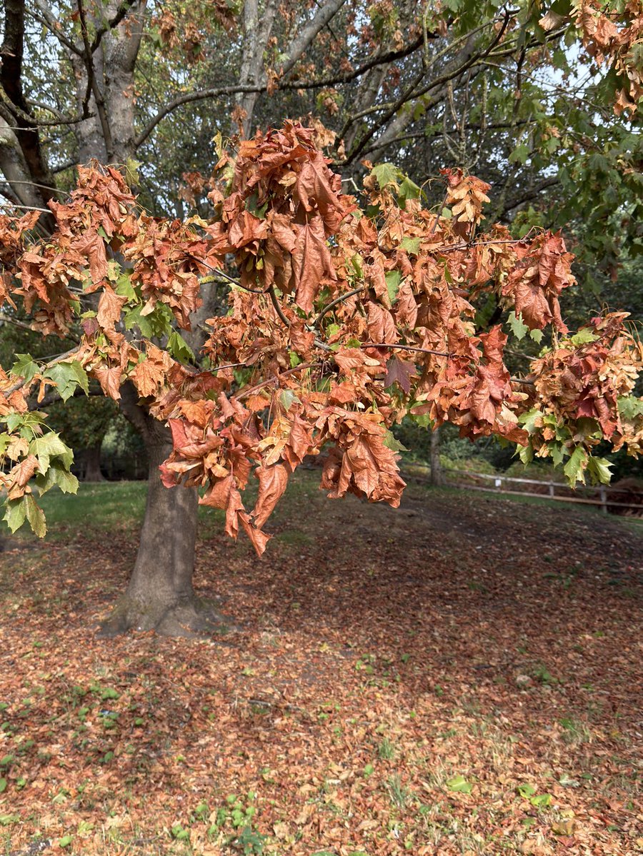 Jockenna's tweet photo. Autumn is here https://t.co/OPieG7T8UH