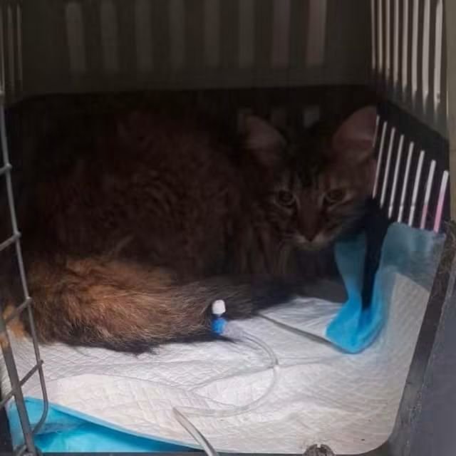 SilviaMylo's tweet photo. Sandy era una gatita joven que deambulaba por la calle enferma, entre los coches, entre la indiferencia general de la gente 😢
Unas personas de economía bastante precaria, no pudiendo mirar atrás, lograron cogerla y llevarla al veterinario. Estuvo ingresada varios días con facturas altísimas, muchísimo más de lo que una persona incluso de economía normal podría pagar 😞😢
Sandy ha muerto hace ya días dejando una deuda bastante considerable y aunque se ha recibido ayuda externa, (desde aquí y en su nombre agradezco a las personas que la han ayudado por su empatía) todavía queda una parte importante por lo menos para estas personas que son honestas lo aseguro, pero que les cuesta mucho incluso para poder sobrevivir al día a día ellas mismas 💔
Por favor ayuda difundid 🙏🏻
Pueblo de Cádiz
Bizum de ayuda :
+34 666 24 83 94