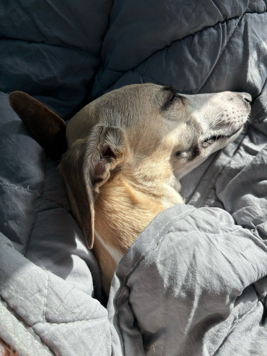 ShayConsolim's tweet photo. [Picking up my sleepy pup from the groomer, and all I wanna do is curl up with him on the couch tonight. Best cuddle partner ever! ] https://t.co/JuwvNiOj2i