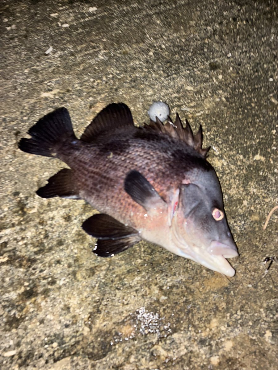 samebulu's tweet photo. 先日釣れた激レア魚ヒゲダイを食す！ https://t.co/oIV2hRzKKK