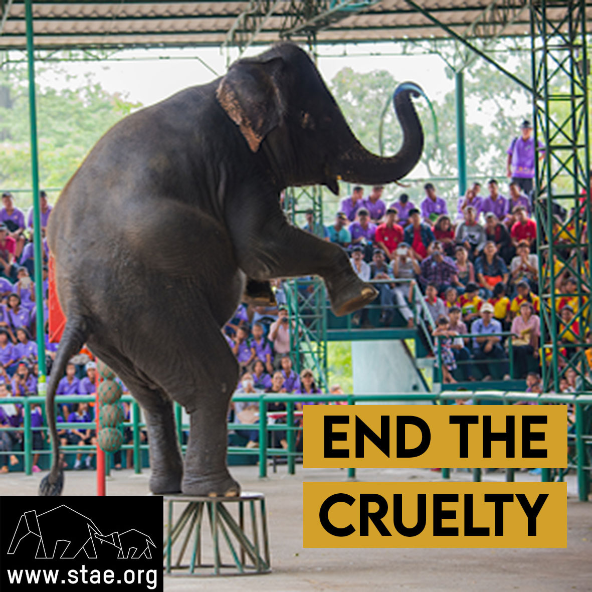 stae_elephants's tweet photo. Speak up for Asian elephants and end the abuse and cruelty towards them by supporting STAE! https://t.co/L1IT61bIk7