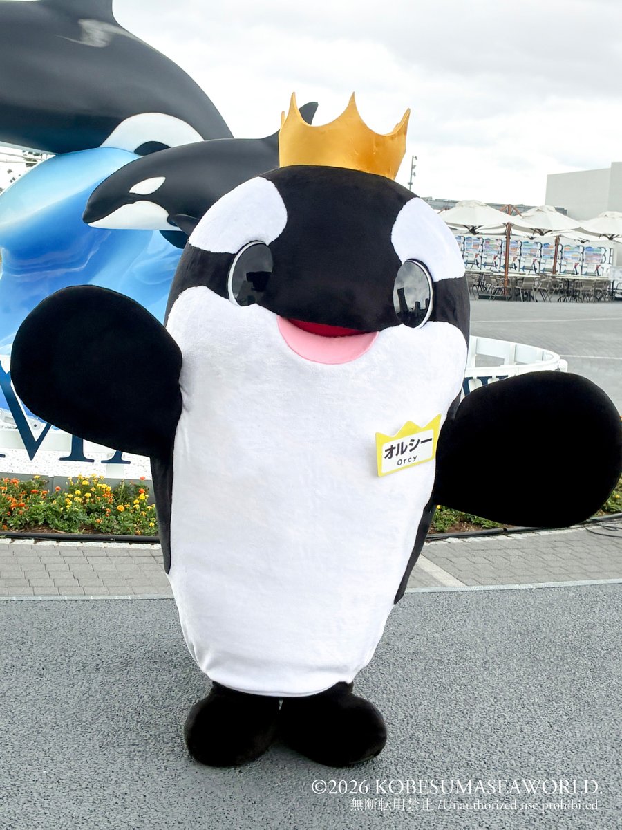 Kobe_SumaSea's tweet photo. 神戸須磨シーワールドの公式キャラクター「オルシー」をご存知ですか？
一人前の海の王さまを目指して日々特訓中！

名前の由来は、オルカ ＋ スマシー ＋ 居るし（神戸弁）から。
開館時間ごろのメインエントランスや、神戸須磨シーワールドホテル「せとうちハーバーレストラン」の夕食時などで、オルシーに出会えるかもしれません。一緒に写真も撮れますよ♪

▼オルシーの詳細はこちら
https://t.co/oiJolpHZeN