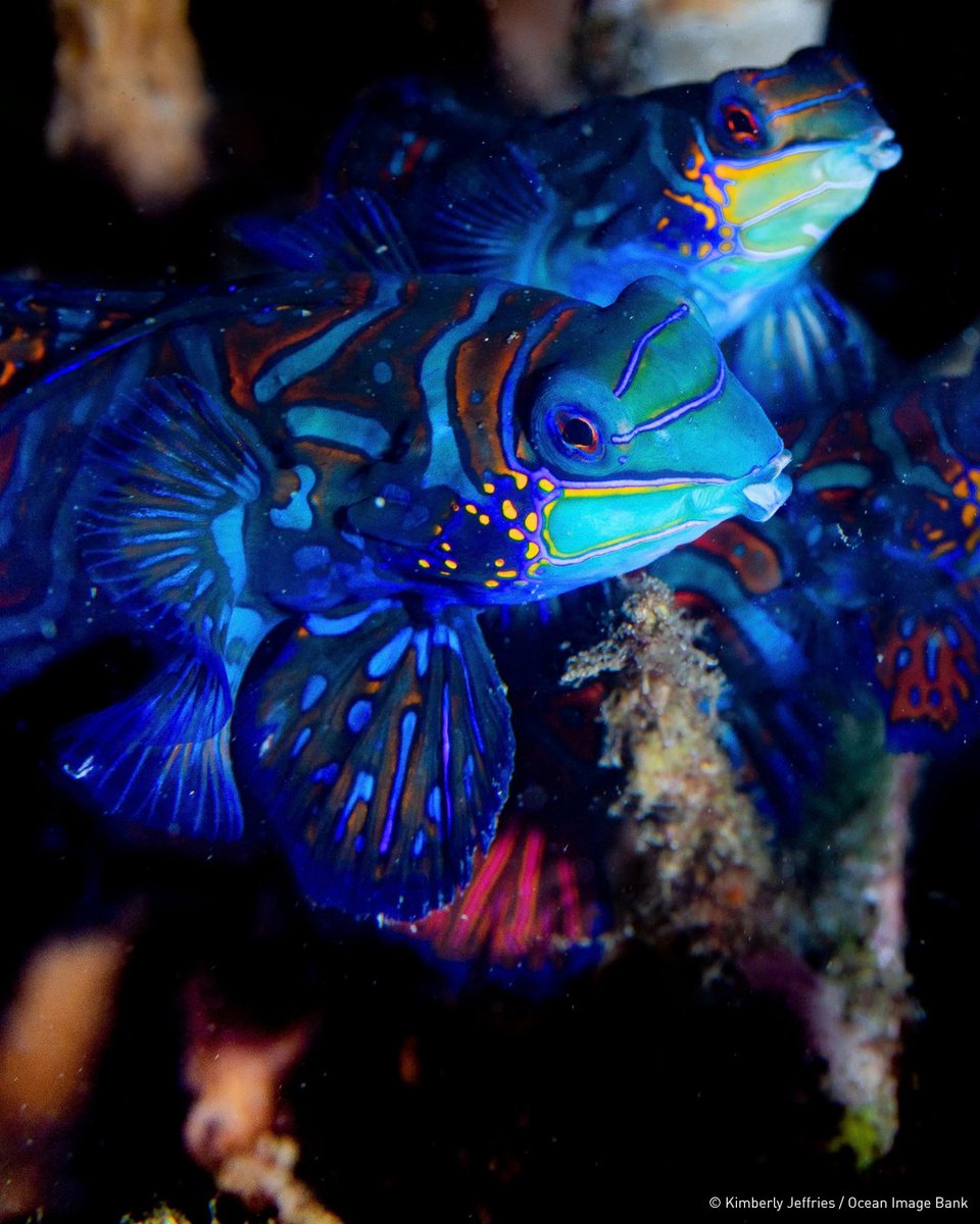 UNOceanDecade's tweet photo. #SundaySpecies: Meet the Mandarinfish 🐠💙
This tiny reef fish is a colourful chemical defender! Its electric blue skin comes from unusual pigment cells, while foul smelling mucus helps deter predators.
📸 Kimberly Jeffries via Ocean Image Bank, an #OceanDecade Contribution https://t.co/9ZUG3rTqeI
