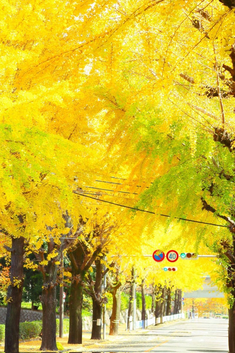 Sorani___Ao's tweet photo. 黄金に輝く秋が楽しみだね。 https://t.co/ETV3FQeT2z