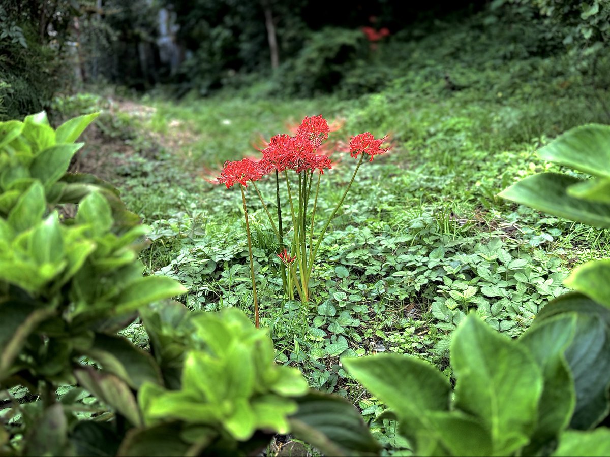 hobbiesstation's tweet photo. 野花𑁍ࠬܓₘ

道端で暮らしてる草花たちの中で、今が旬の曼珠沙華にフォーカスしてみた😆
ﾊﾟｼｬﾘ! Σpω･´)♡ https://t.co/QwJE3fSYLq