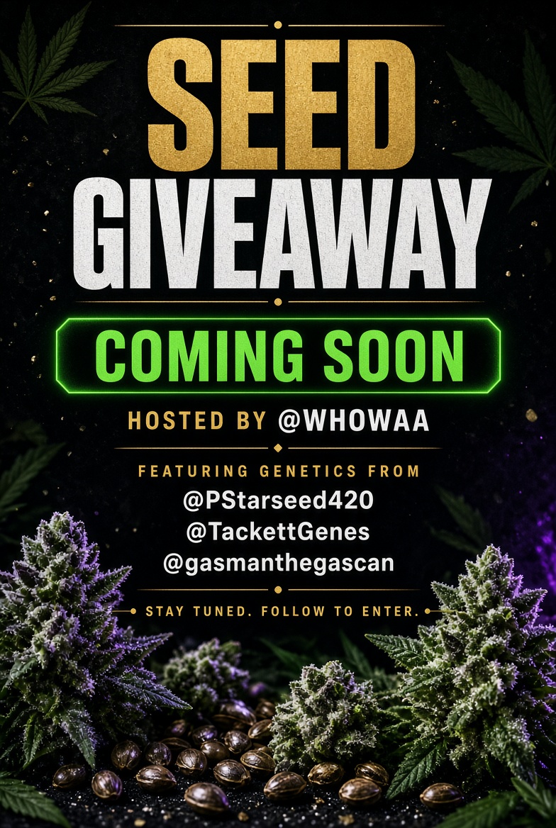Whowaa's tweet photo. 🎉 SEED GIVEAWAY COMING SOON 🎉
Something special is lined up.
Hosted by @Whowaa
Featuring genetics from:
🌱 @PStarseed420
🌱 @TackettGenes
🌱 @gasmanthegascan
Stay tuned. Follow all four so you don’t miss the drop.
Details + how to enter dropping soon 💚 https://t.co/i9S2GOiuGl