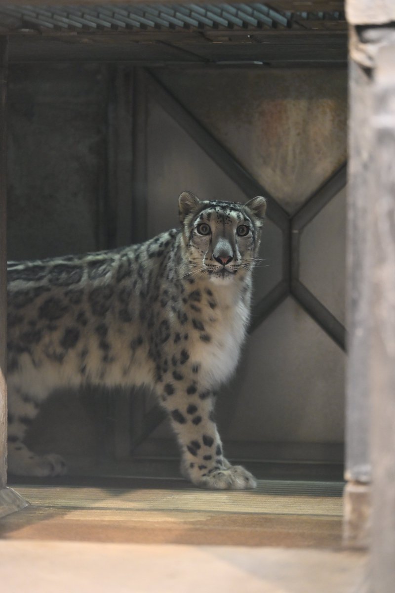 Canon_0331's tweet photo. もう連休終わりですか？？

#いしかわ動物園
#ユキヒョウ
#ヒメル https://t.co/qfDxdYYUg5