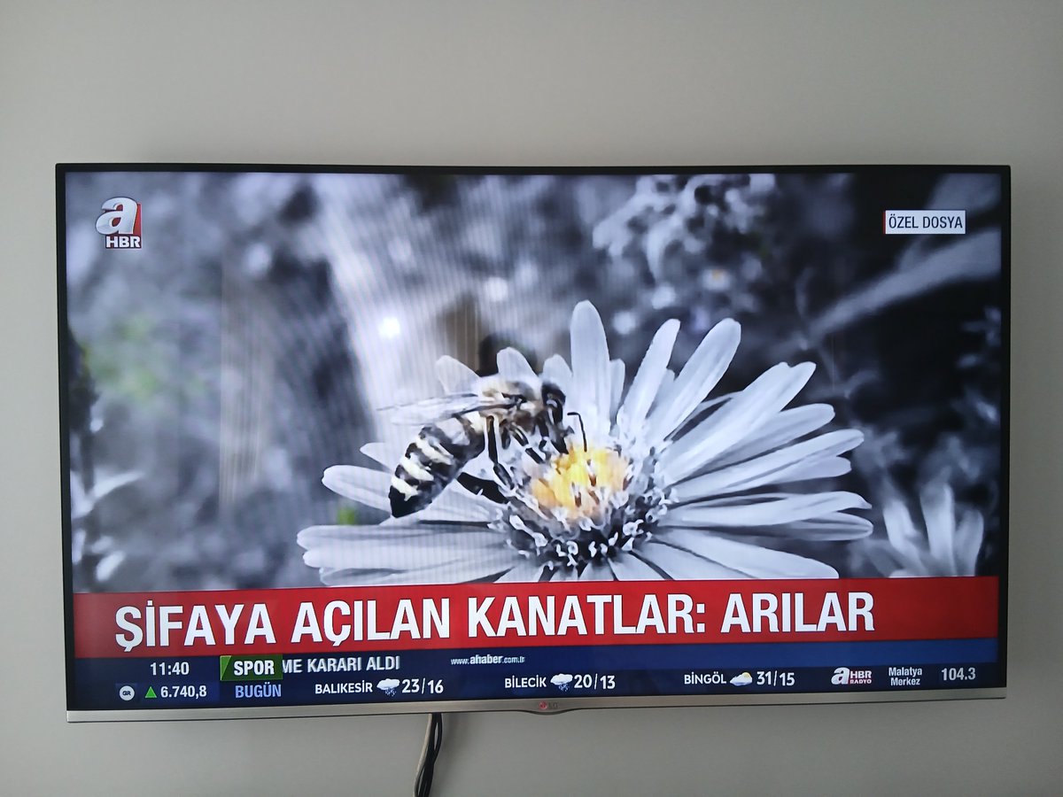 ibibiksss's tweet photo. @ismailsaymaz O sırada A haber https://t.co/jBKPV0tMiV