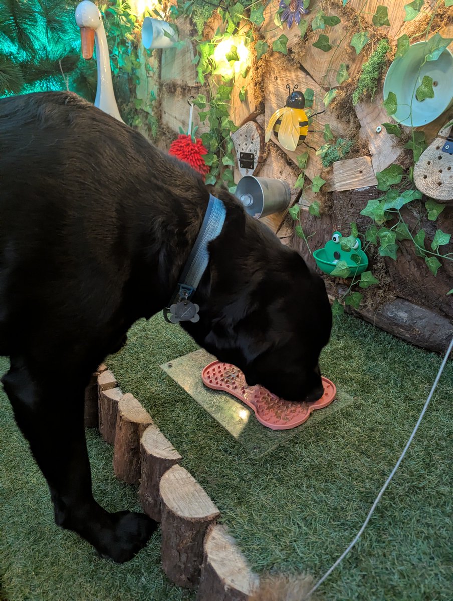 ablacktale's tweet photo. Me and Duds had lots of fun yesterday, we went to a sensory experience for my birthday. It was full of treats, toys, smells, sounds and enrichment activities 😍 https://t.co/Vk8JpSWVVy