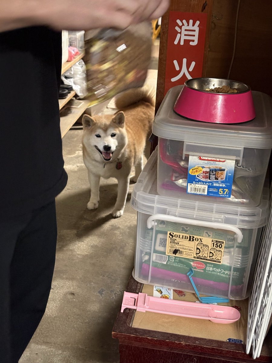 uuu_udon's tweet photo. ニコニコ犬 https://t.co/HH6gc7P6Sb