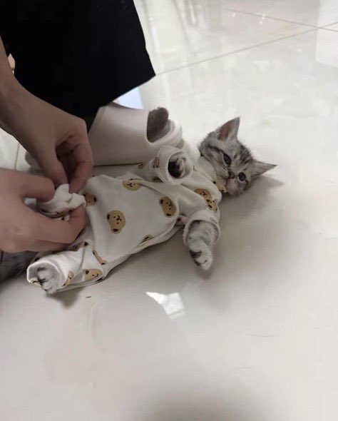 gonyangiiiii's tweet photo. https://t.co/Q6BHSdW7fi