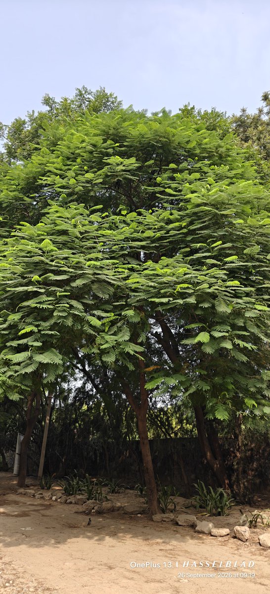 WIHUMADS's tweet photo. Photography Challenge: Tree https://t.co/krxknOkIl9
