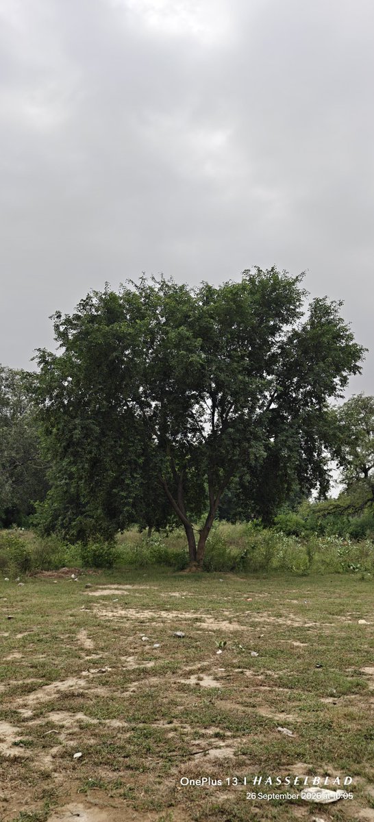 WIHUMADS's tweet photo. Photography Challenge: Tree https://t.co/krxknOkIl9