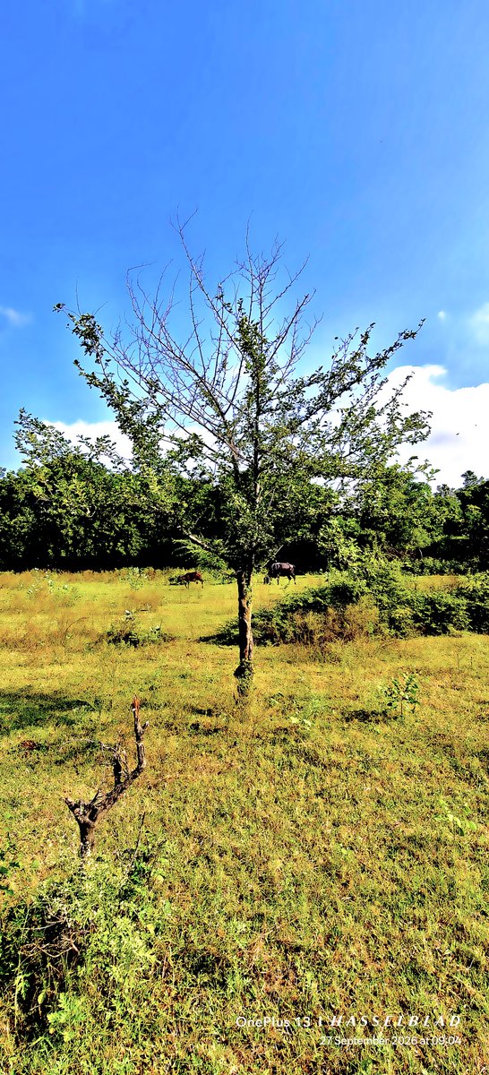 WIHUMADS's tweet photo. Photography Challenge: Tree https://t.co/krxknOkIl9
