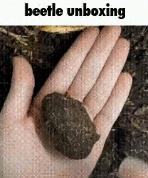 JeffreyScono2's tweet photo. Beetle unboxing (Gone wrong!)
#Yeezy https://t.co/lZcrgl9vDd