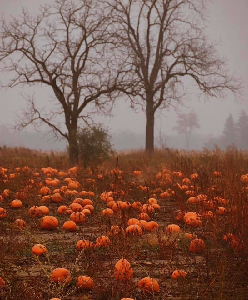reviewwales's tweet photo. Happy 1st of October. 🍂🎃 https://t.co/uQ3EI9tbbH