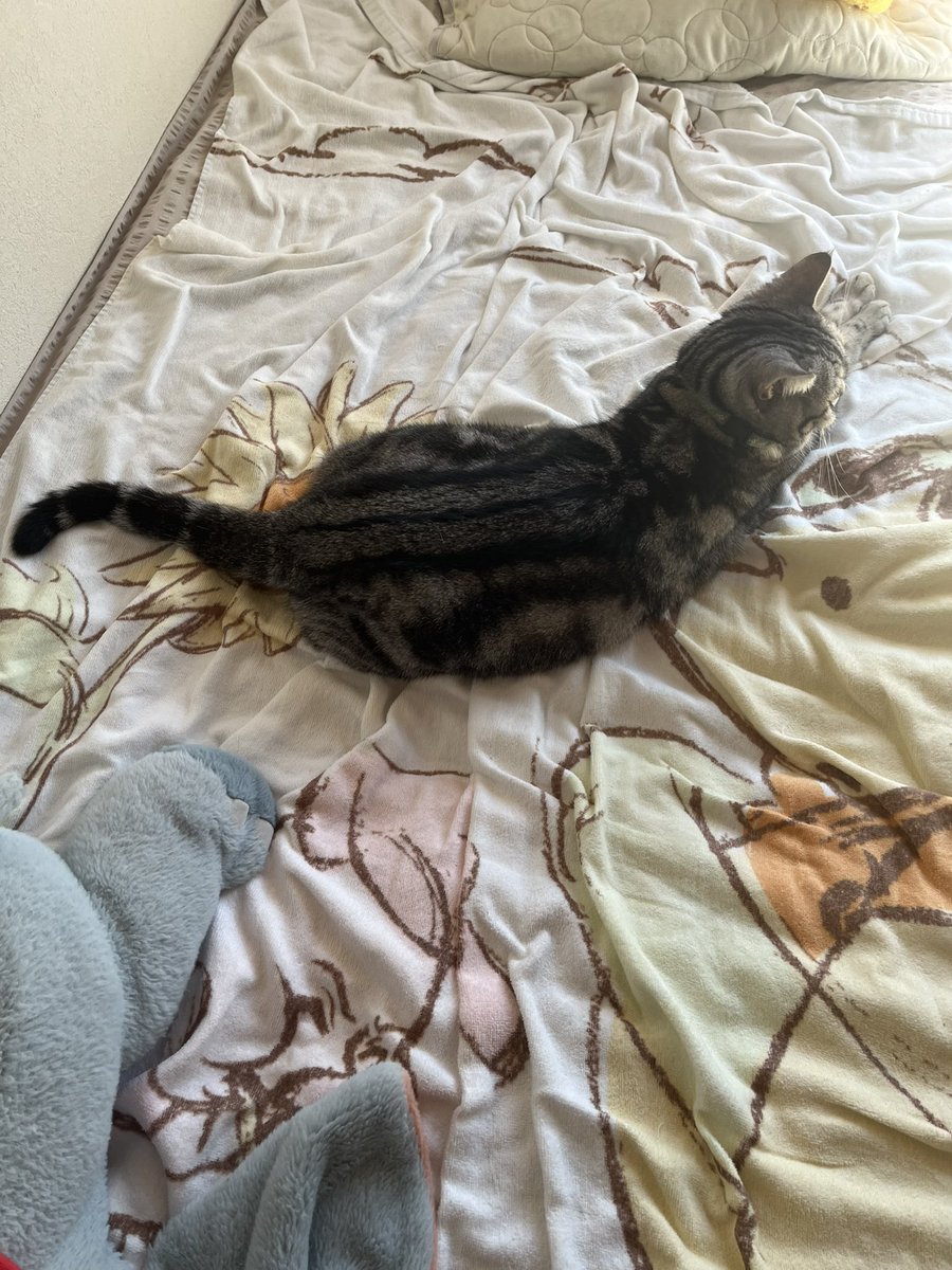 7toki634's tweet photo. #猫のいる暮らし https://t.co/C9ZS6tJp4Z