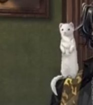 HermesWightlow's tweet photo. Meet Ricecake. https://t.co/SW4HpmrQuJ