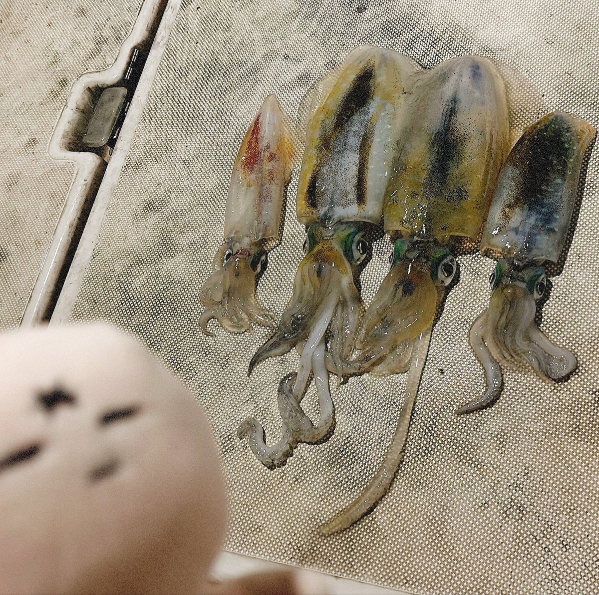 factorychan888's tweet photo. 🦑🦑🦑 https://t.co/e2m4CIbRHz