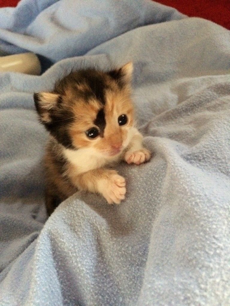 yoga_and_more's tweet photo. do you love me ?? ❤️ 😺 🎉 🎈 🍀 ❤️ https://t.co/6KSxjofC8C