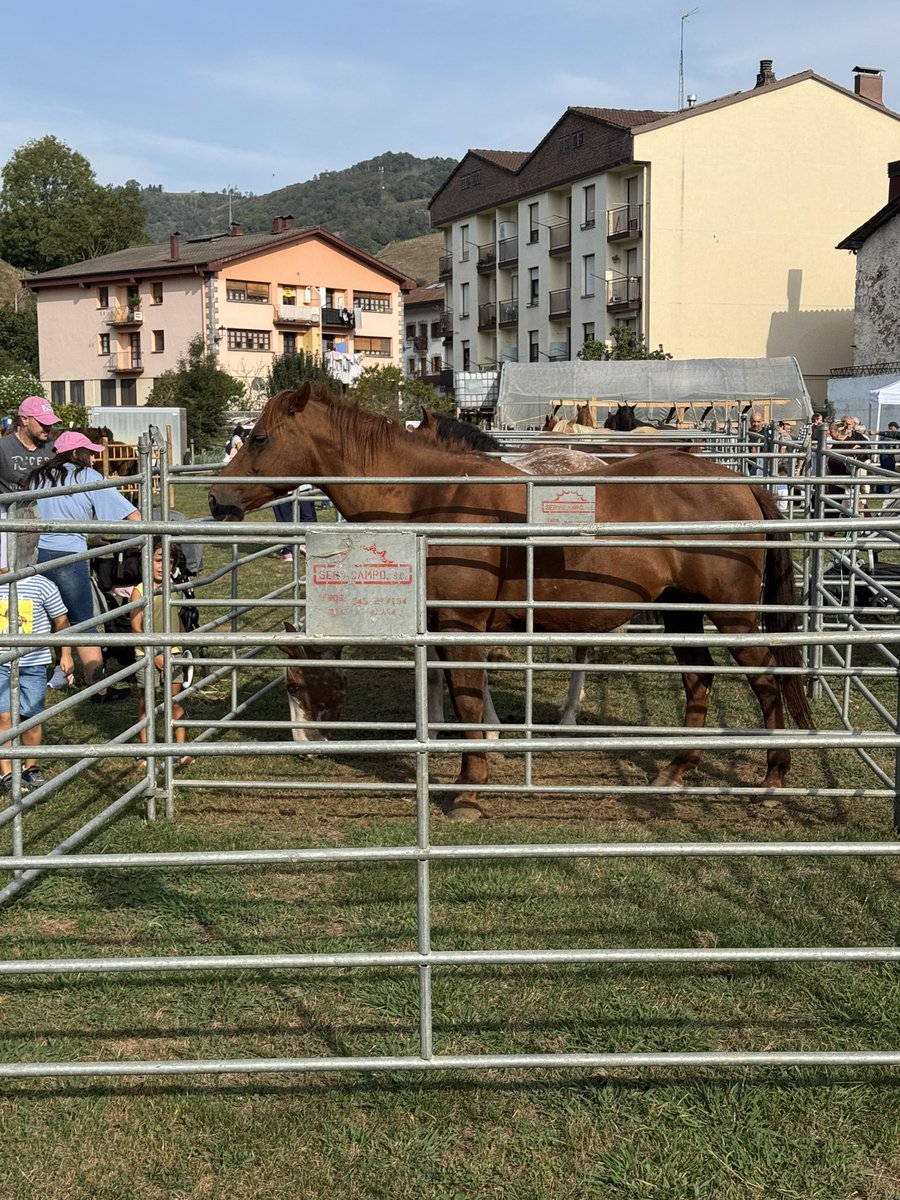 EAJAsteasu20159's tweet photo. Asteasuko Azoka Berezia – X
🐄🧺 Asteasuko Azoka Berezia, igande honetan!
Ganadua, artisautza eta bertako elikagaiak izango dira protagonista. 🌿
📍 Herriko plaza, pilotalekua eta Iturri-ondo atzeko belazea.
Etorri Asteasura eta gozatu azokaz! 
#Asteasu #AzokaBerezia #Bertakoa https://t.co/VjfMmth0pa