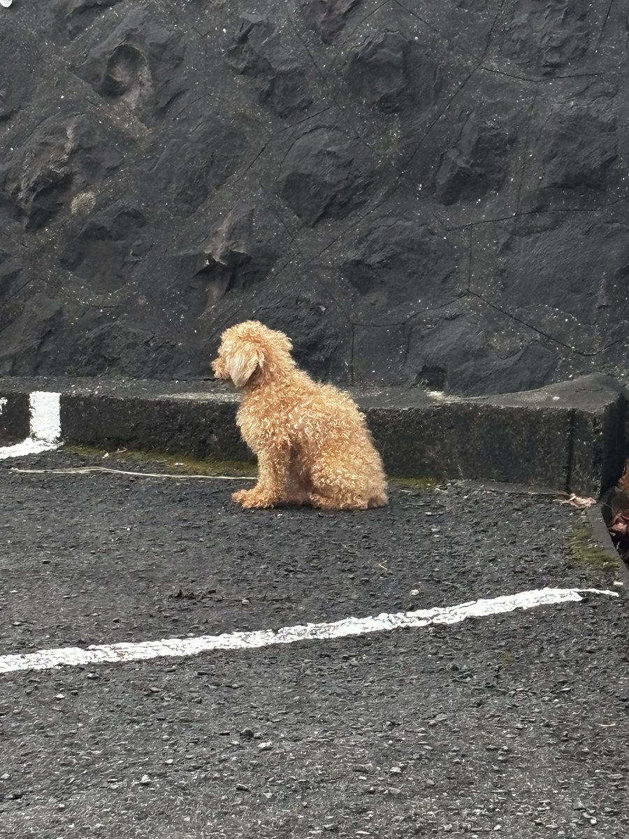 o6kkd's tweet photo. 長崎市錦町でリードに繋がれていない犬を発見しています

心当たりのある方いませんか？
プードルっぽいです

 #脱走
 #犬
 #長崎市
 #プードル
 #拡散希望
 #飼い主に届け https://t.co/FrM8Oytgel