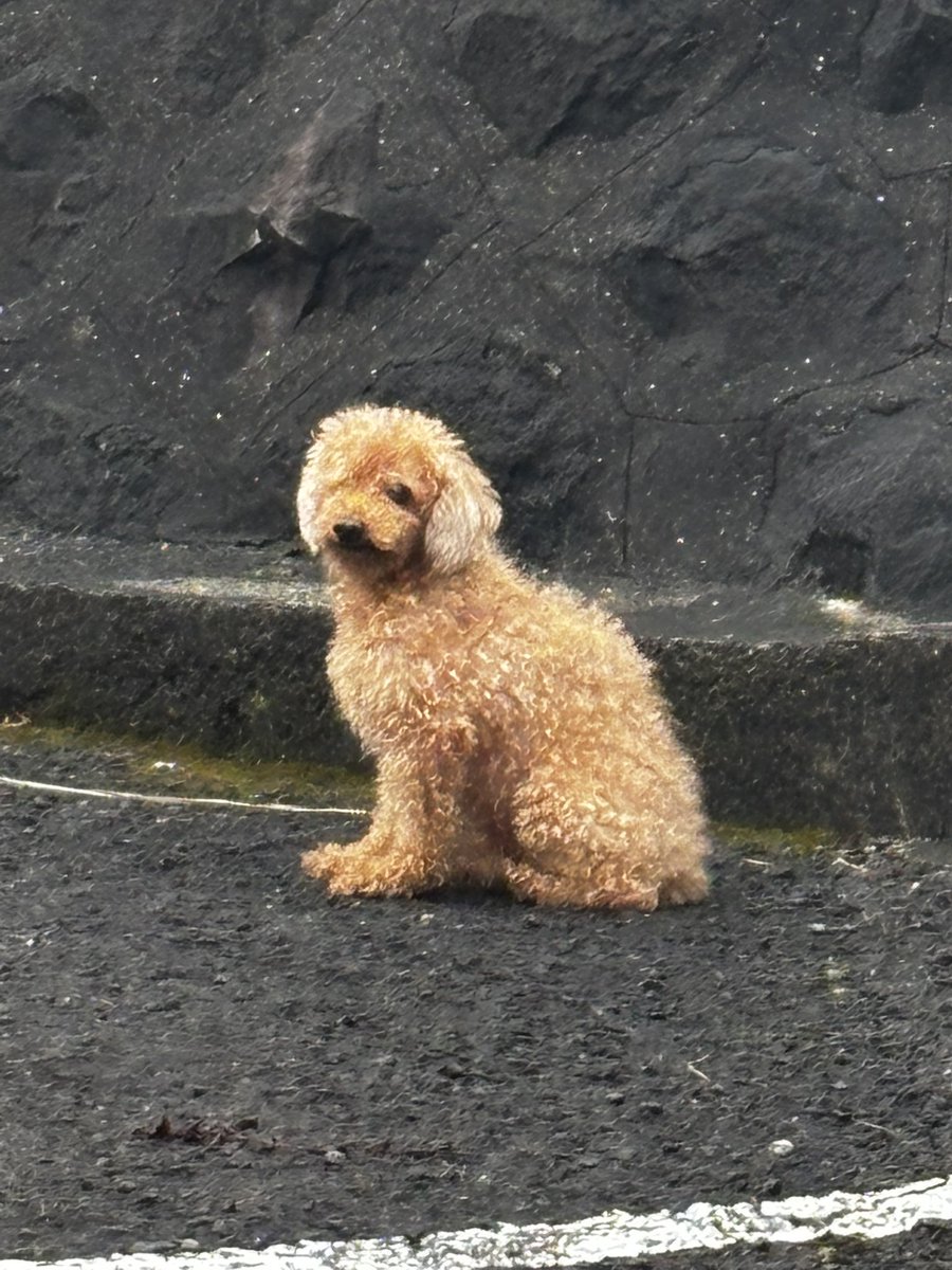o6kkd's tweet photo. 長崎市錦町でリードに繋がれていない犬を発見しています

心当たりのある方いませんか？
プードルっぽいです

 #脱走
 #犬
 #長崎市
 #プードル
 #拡散希望
 #飼い主に届け https://t.co/FrM8Oytgel
