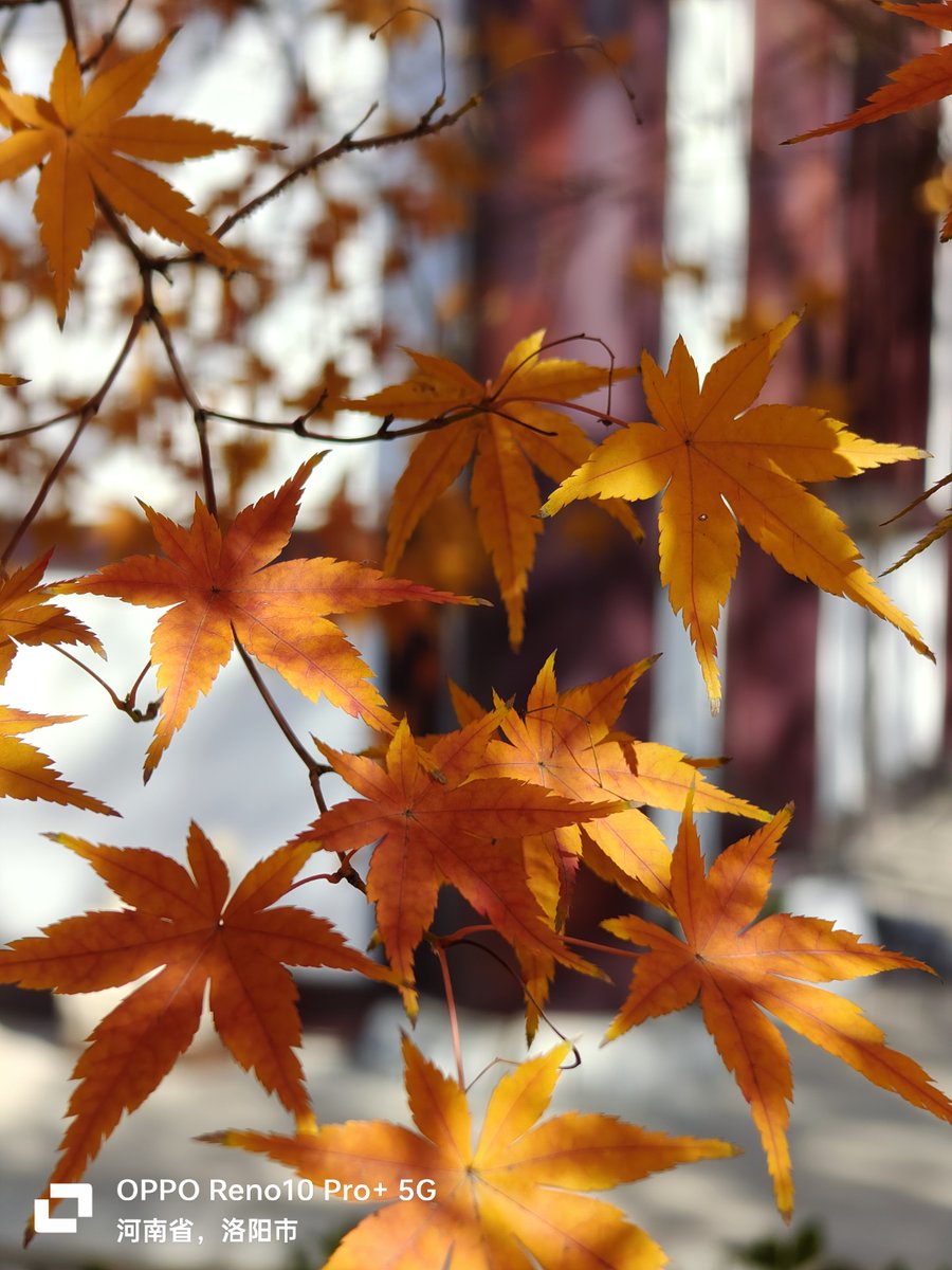 RichardHarzor's tweet photo. Cozy autumn breeze u0026 golden fallen leaves  Perfect for a slow walk after a hot day!， https://t.co/C2cg9Onue5