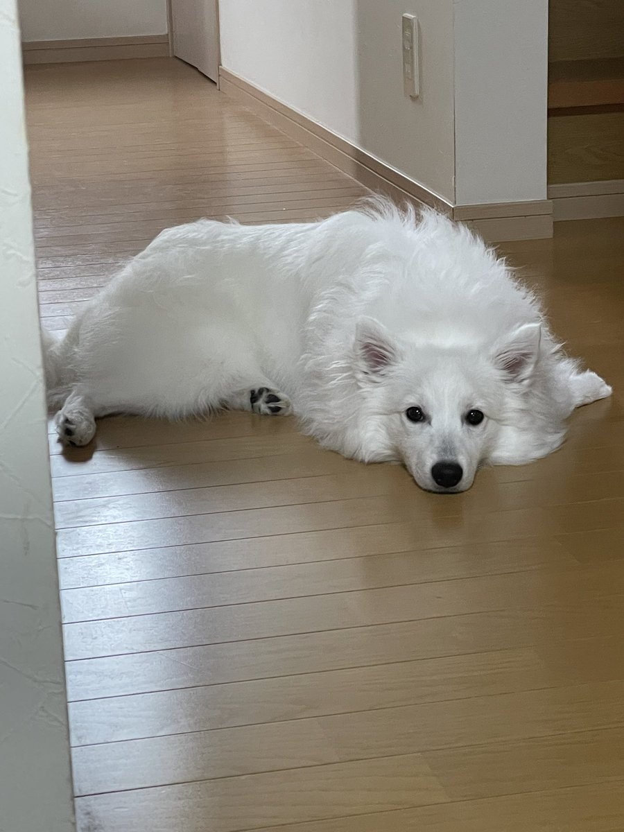 rainerspits's tweet photo. 大雨で退屈らいなぁ
#日本スピッツ
#犬 https://t.co/yRWaf6jrQR