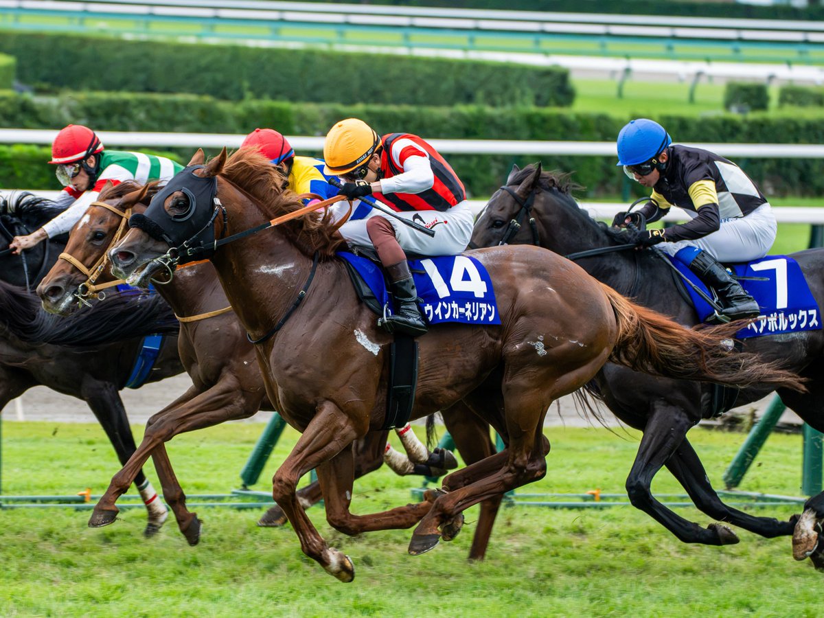 QZygbdf8L1kEB9U's tweet photo. ウインカーネリアン&amp;三浦皇成騎手
9歳馬、大健闘。
素晴らしい走りでした！

#ウインカーネリアン https://t.co/UkqaECD7m1