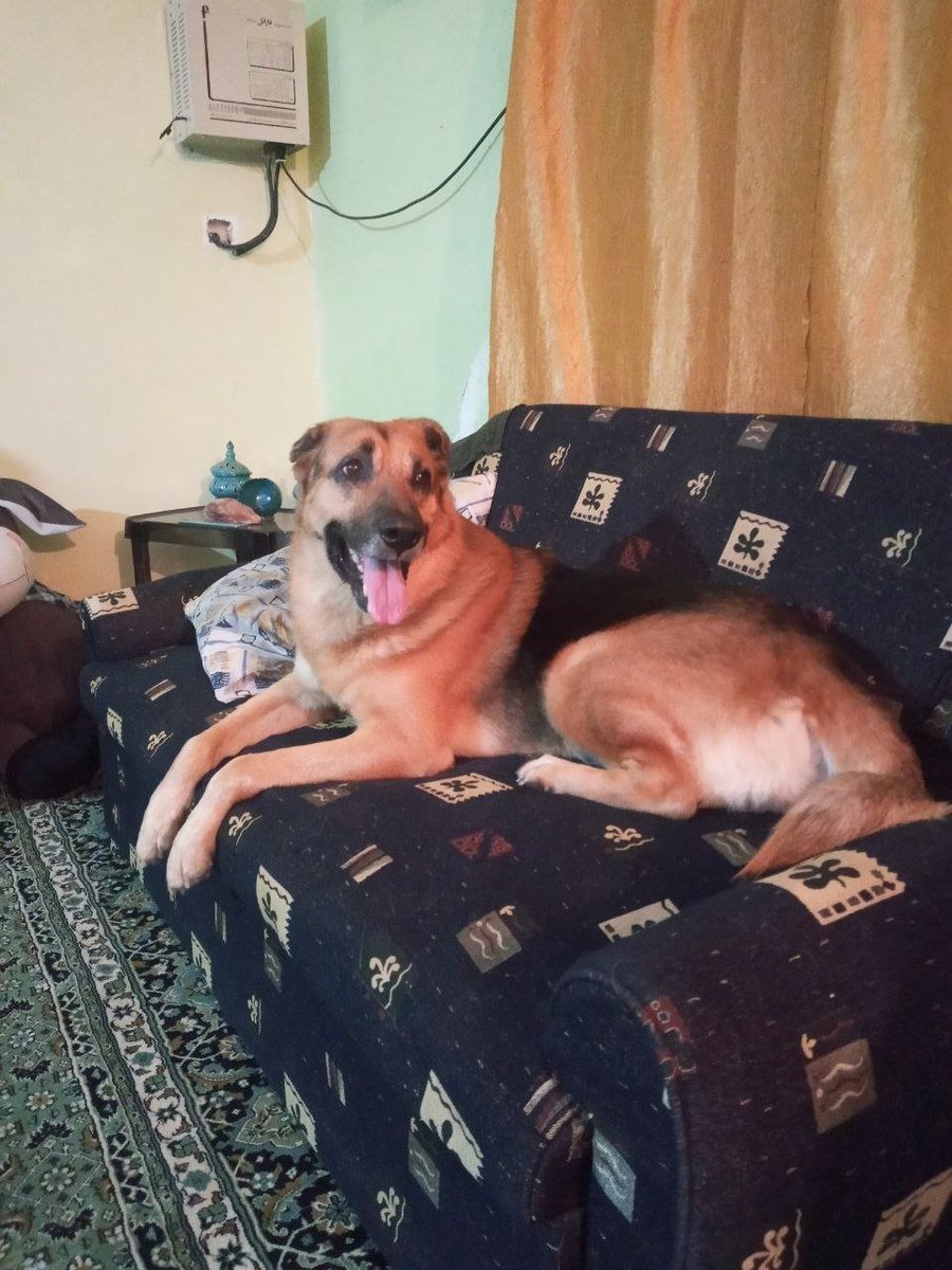 SepideRahimizee's tweet photo. Happy 😊😊

#gsdislife #germanshepherd #gsd #DogCountry https://t.co/hFQsn1nBxT