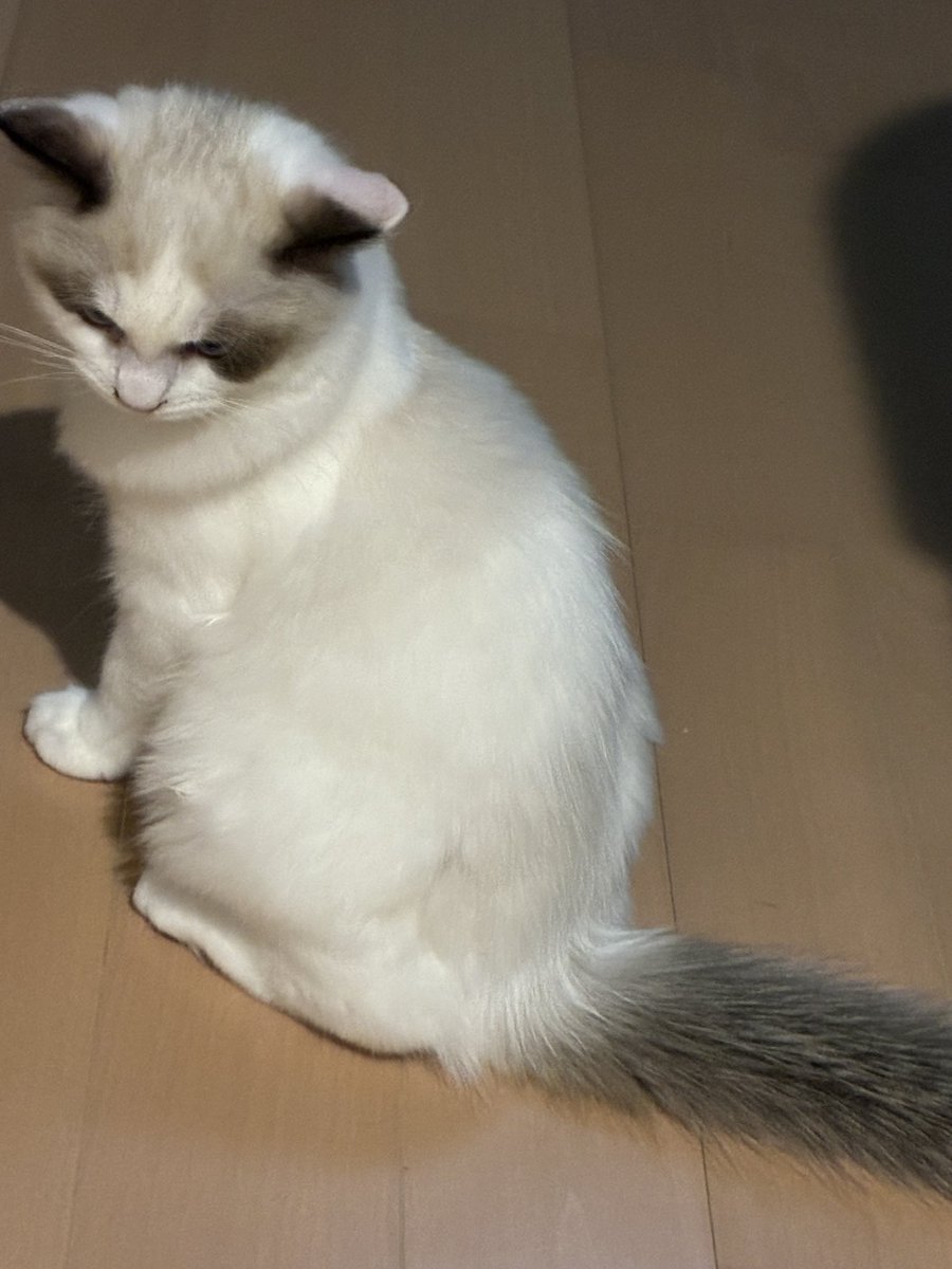 67K8k's tweet photo. 今の体重目安は1.5
昨日時点での体重が2.2
獣医に「大きくなる予感がしますね」と言われたうちの子です https://t.co/j3h45KaOwZ