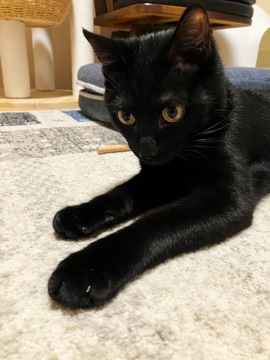 wanekocafe's tweet photo. 【里親様募集中】

のあ君　黒猫　1歳

去勢手術済・マイクロチップ装着済
3種混合ワクチン接種済・FeLV/FIV陰性・駆虫済

とっても元気な短尾の男の子。
運動神経抜群。
キャッチミーで遊ぶのが大好きです。
構ってほしくて、先輩猫に突っかかってしまう為、先住猫さんがいないご家庭を探しています。 https://t.co/47jGSRRV04