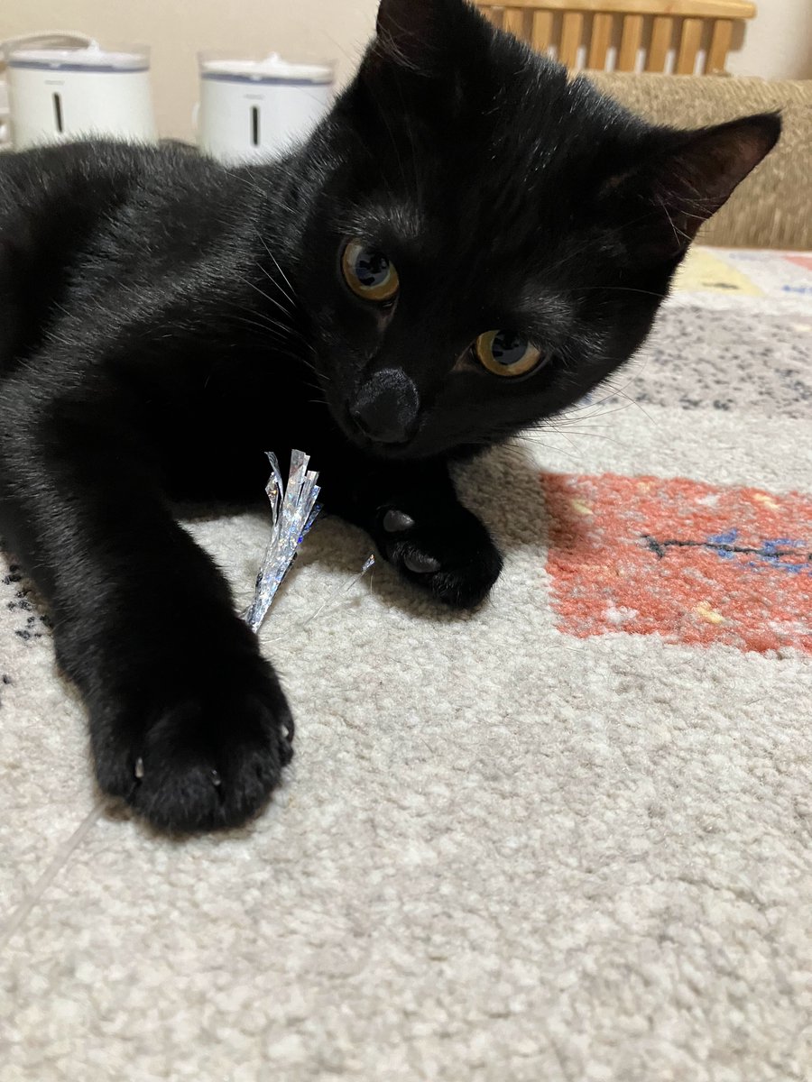 wanekocafe's tweet photo. 【里親様募集中】

のあ君　黒猫　1歳

去勢手術済・マイクロチップ装着済
3種混合ワクチン接種済・FeLV/FIV陰性・駆虫済

とっても元気な短尾の男の子。
運動神経抜群。
キャッチミーで遊ぶのが大好きです。
構ってほしくて、先輩猫に突っかかってしまう為、先住猫さんがいないご家庭を探しています。 https://t.co/47jGSRRV04