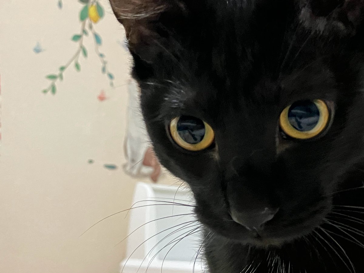 wanekocafe's tweet photo. 【里親様募集中】

のあ君　黒猫　1歳

去勢手術済・マイクロチップ装着済
3種混合ワクチン接種済・FeLV/FIV陰性・駆虫済

とっても元気な短尾の男の子。
運動神経抜群。
キャッチミーで遊ぶのが大好きです。
構ってほしくて、先輩猫に突っかかってしまう為、先住猫さんがいないご家庭を探しています。 https://t.co/47jGSRRV04
