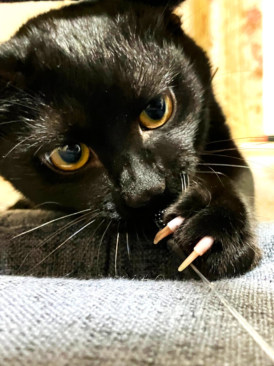 wanekocafe's tweet photo. 【里親様募集中】

のあ君　黒猫　1歳

去勢手術済・マイクロチップ装着済
3種混合ワクチン接種済・FeLV/FIV陰性・駆虫済

とっても元気な短尾の男の子。
運動神経抜群。
キャッチミーで遊ぶのが大好きです。
構ってほしくて、先輩猫に突っかかってしまう為、先住猫さんがいないご家庭を探しています。 https://t.co/47jGSRRV04