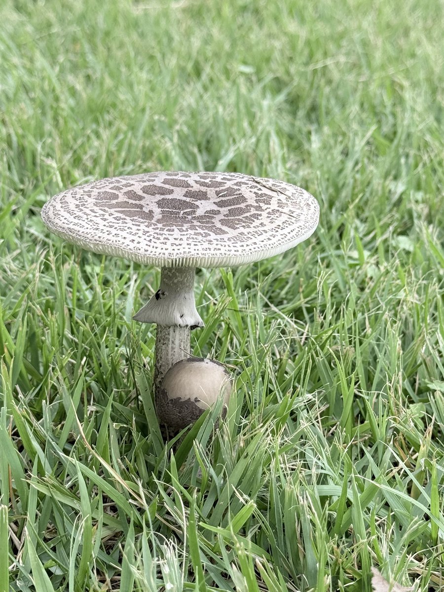 69comet's tweet photo. 上賀茂神社に来ています

雨降る前のキノコたち🍄‍🟫🍄‍🟫🍄‍🟫 https://t.co/h7zujv6Yfl